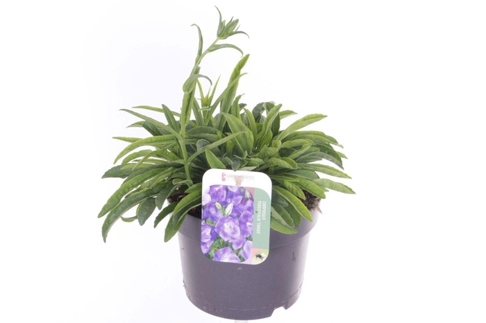 <h4>Campanula pers. Takion Blue</h4>