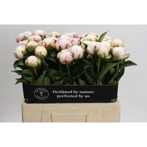 Paeonia Mary E. Nicholls