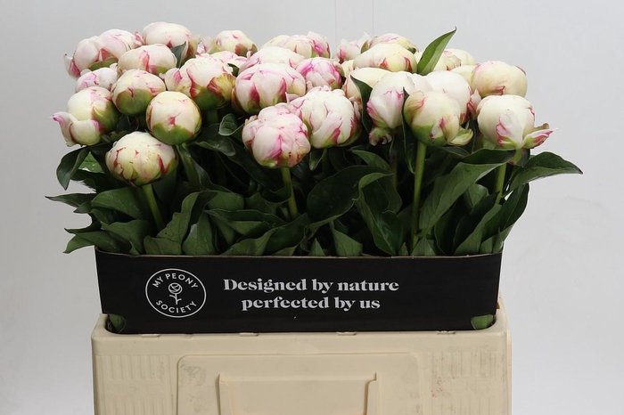 Paeonia Mary E. Nicholls