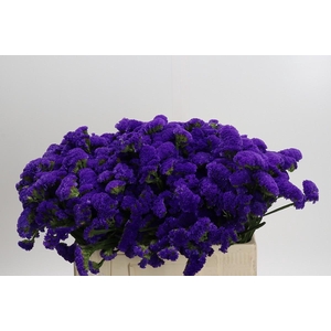 Limonium sinuatum Marina Violet