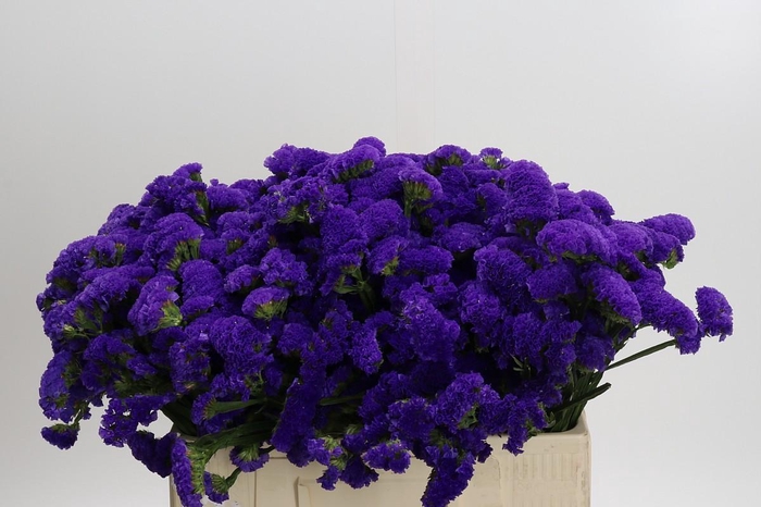 <h4>Limonium sinuatum Marina Violet</h4>