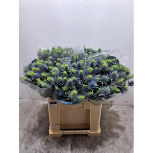 Eryn Supernova Qstar