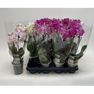 PHAL GEM