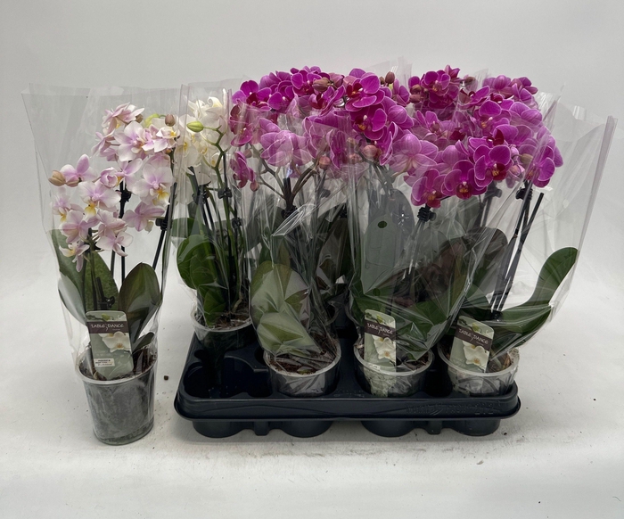 <h4>PHAL GEM</h4>