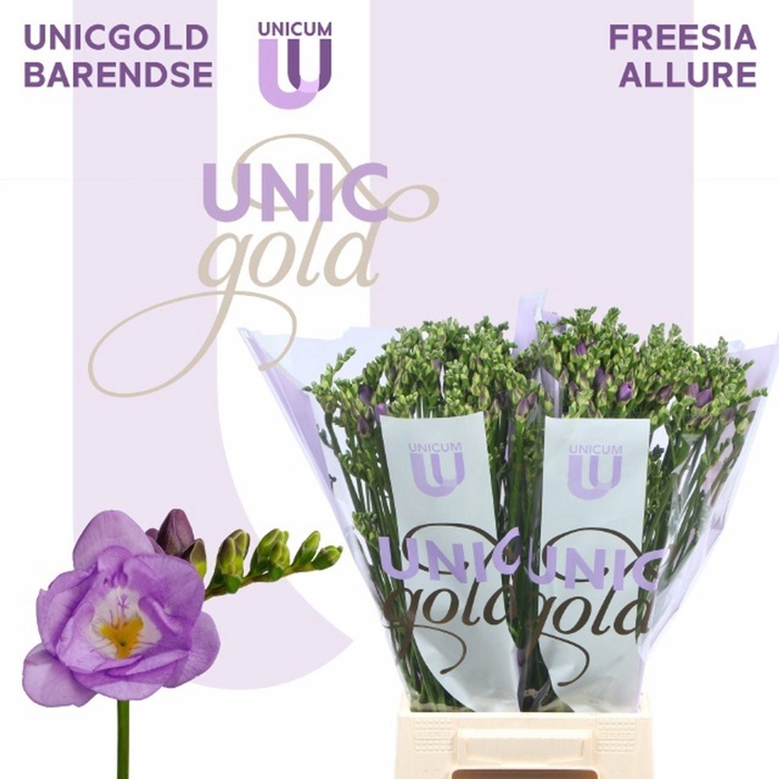 <h4>Freesia dub Allure</h4>