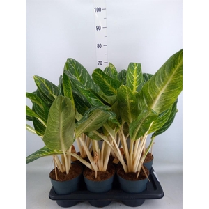 Aglaonema   ...