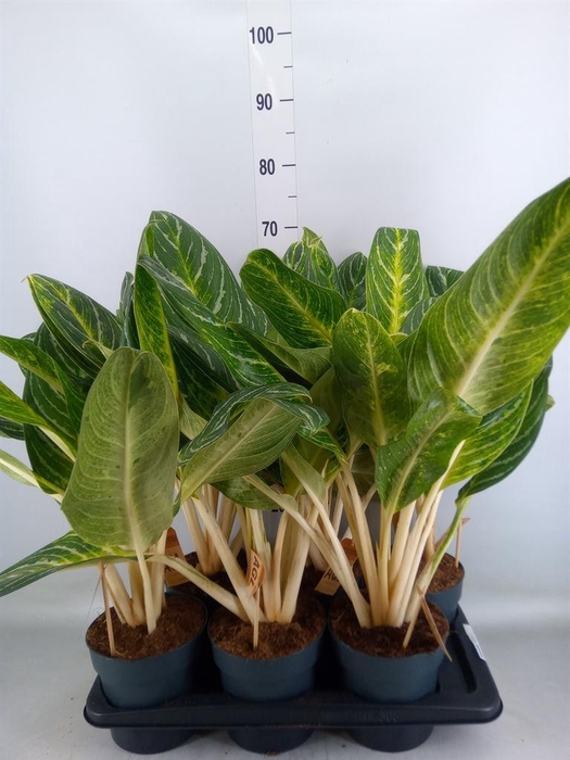<h4>Aglaonema   ...</h4>