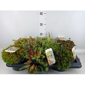 Sedum   ...