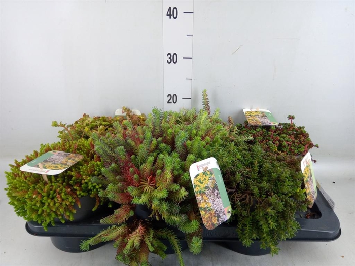 <h4>Sedum   ...</h4>