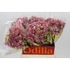 Blushing Bride Pink 6/9 Flowers