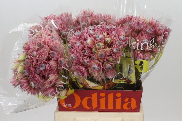 <h4>Blushing Bride Pink 6/9 Flowers</h4>