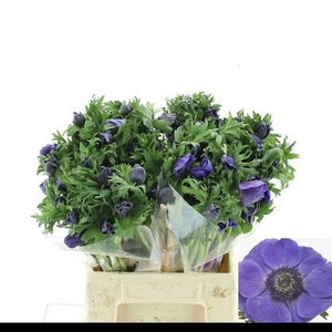 ANEM CO MIS + D BLUE