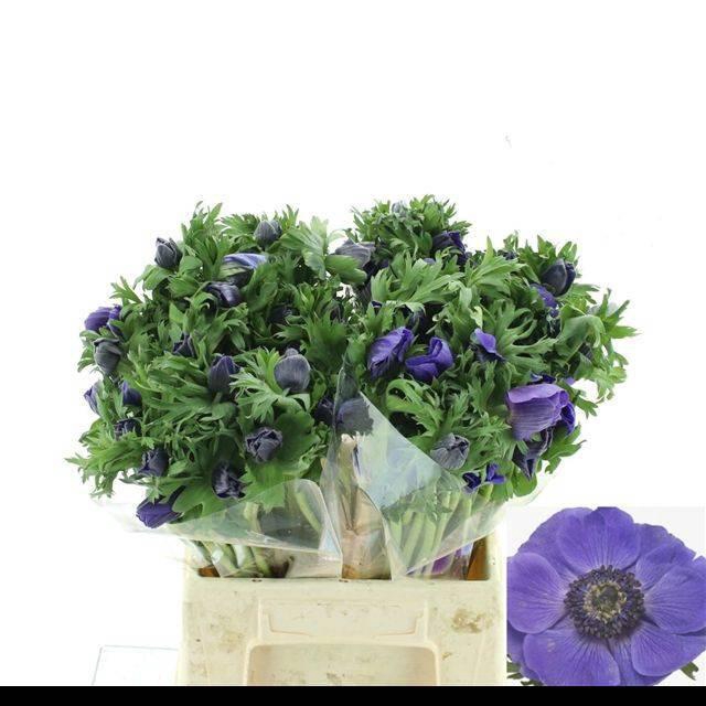 <h4>Anem Co Mis + D Blue</h4>