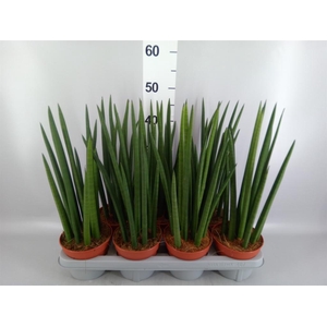 Sansevieria cyl.  ...