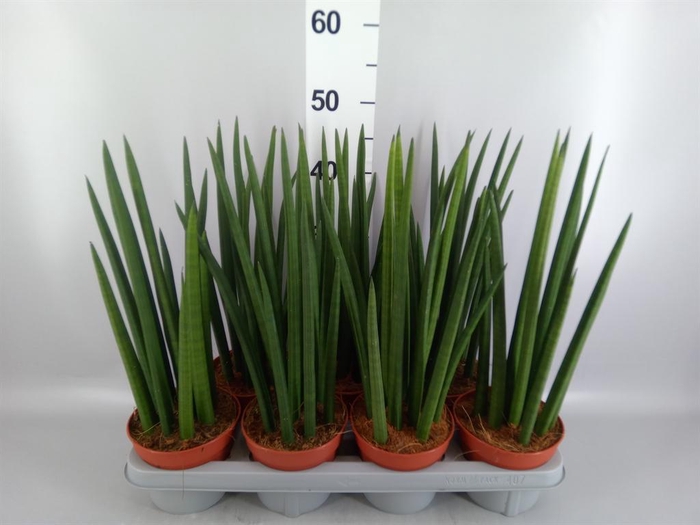 <h4>Sansevieria cyl.  ...</h4>