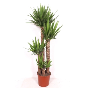 Yucca elephantipes 120-90-60-30 XL