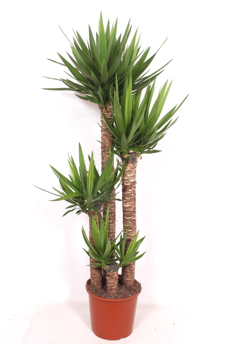 <h4>Yucca elephantipes 120-90-60-30 XL</h4>