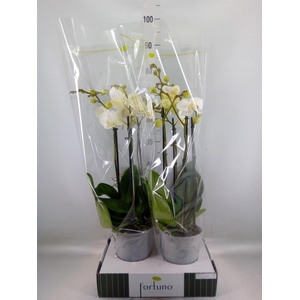 Phalaenopsis   ...white