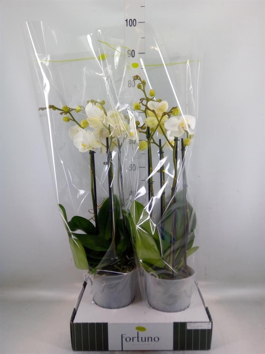 <h4>Phalaenopsis   ...white</h4>