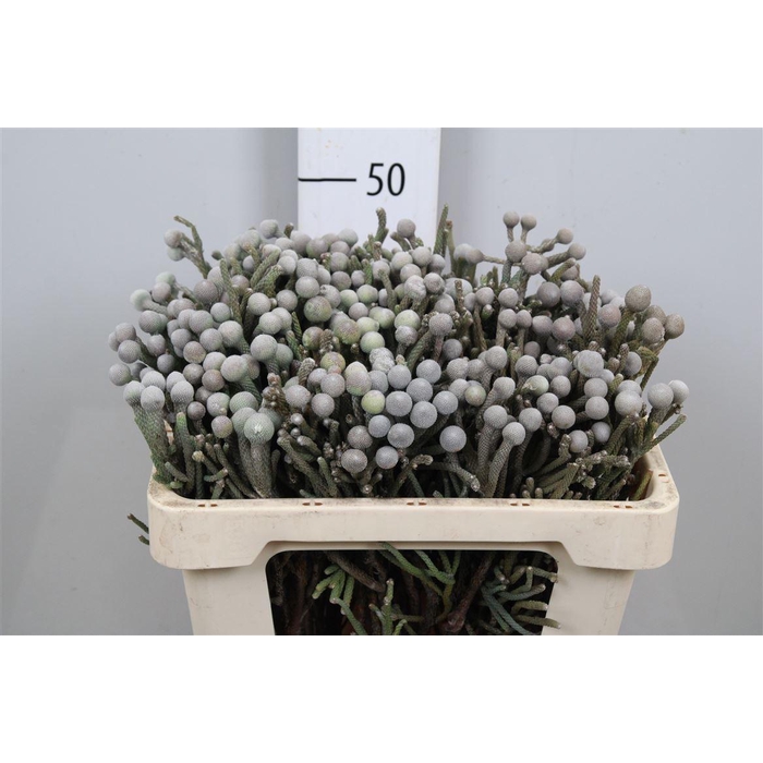 <h4>Kaaps Brunia Laevis</h4>