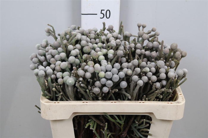 Kaaps Brunia Laevis