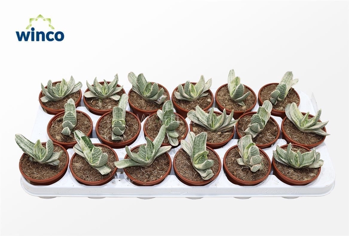 <h4>Gasteria Cv. Sakura Fuji White Variegata</h4>