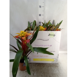 Guzmania  'Fiero Yellow'