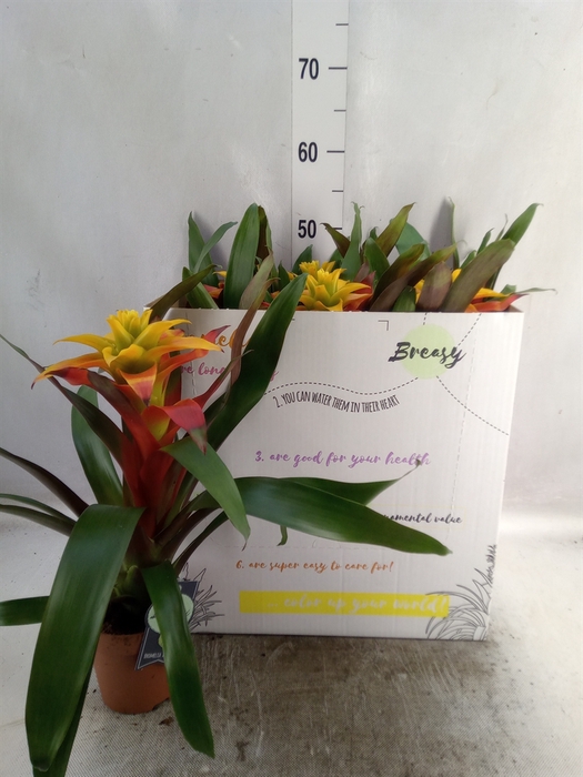 <h4>Guzmania  'Fiero Yellow'</h4>