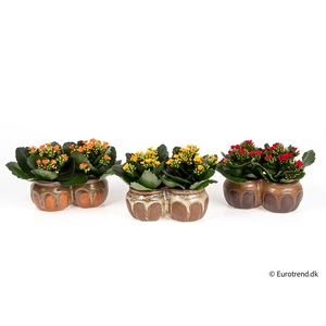 KALANCHOE BLOSSF P6 E 4701
