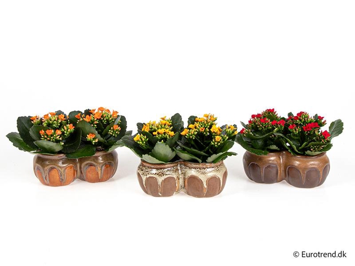 <h4>KALANCHOE BLOSSF P6 E 4701</h4>