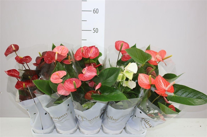 <h4>Anth An Gemengd</h4>