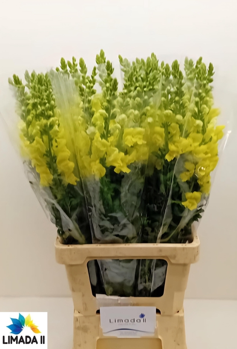 <h4>ANTIR POTO YELLOW</h4>