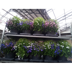 Lobelia  'Trixi Fashion'