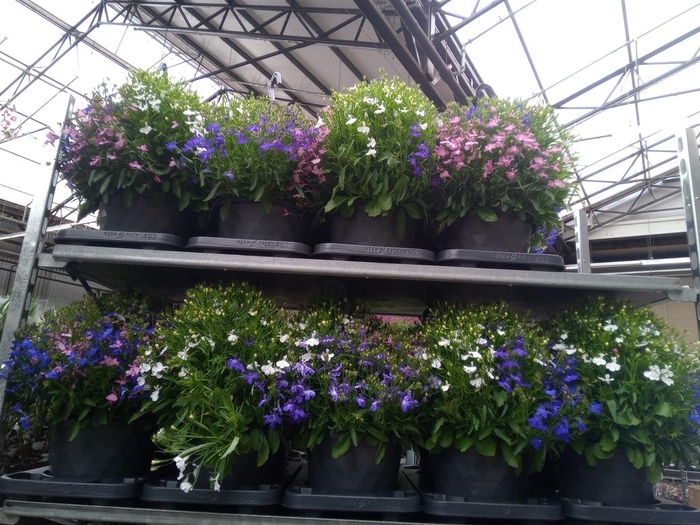 <h4>Lobelia  'Trixi Fashion'</h4>