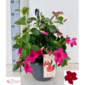 MANDE SUN PINK
