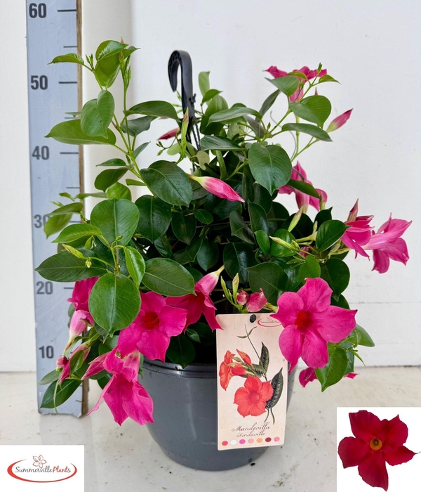 <h4>MANDE SUN PINK</h4>