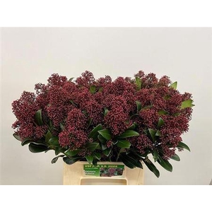 Skim J Rubella Bs 40cm