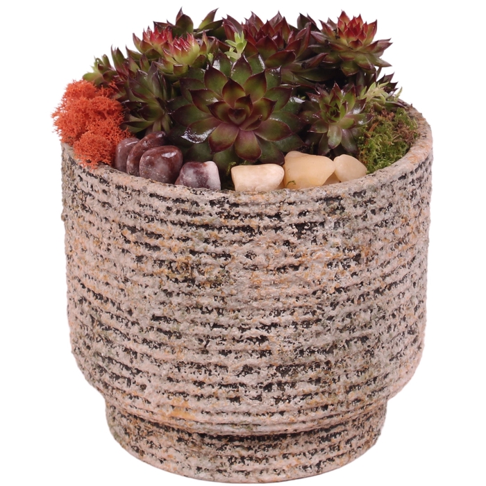 <h4>Opm Semp Arr. Outdoor Ceramic Natural Touch</h4>