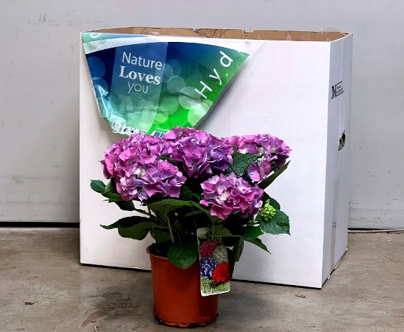 Hortensja Niebieska 15Ø 40cm 7-8 fl