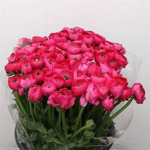 Ran El Hot Pink Extra