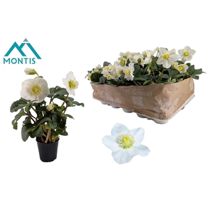 Helleborus niger Christmas Carol