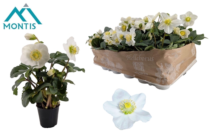 <h4>Helleborus niger Christmas Carol</h4>