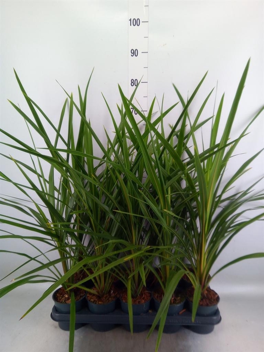 <h4>Cordyline indivisa 'Peko'</h4>