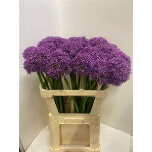 Allium Globemaster