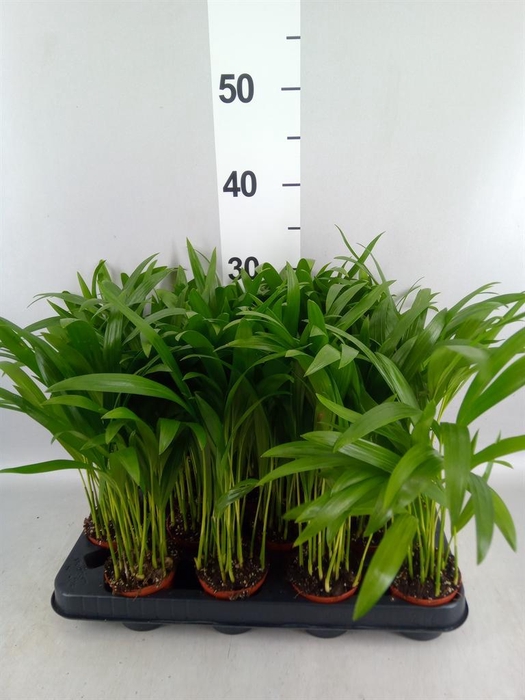 <h4>Dypsis lutescens   ...Chrysalidoca</h4>