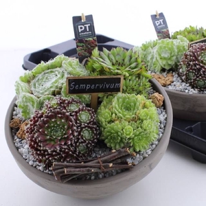 ARR SEMPERVIVUM
