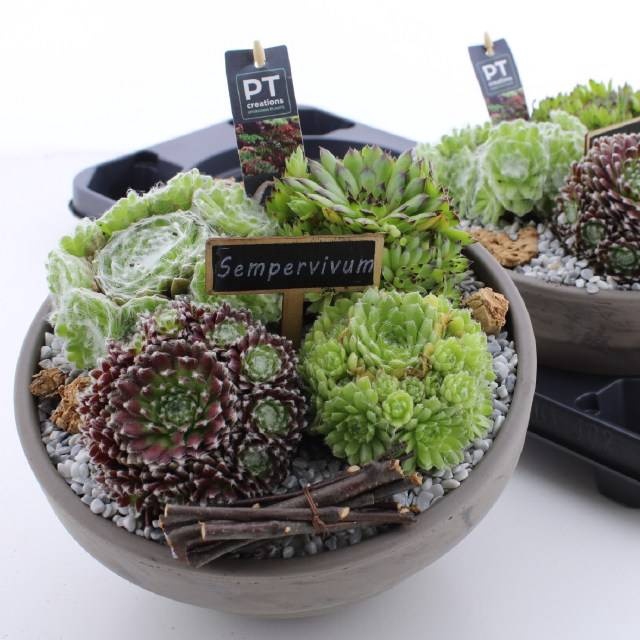 <h4>ARR SEMPERVIVUM</h4>