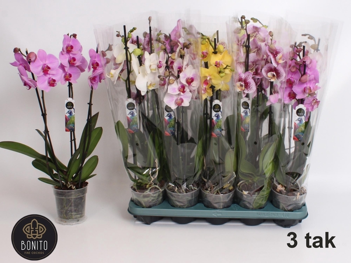 <h4>PHAL GEM 5 KL</h4>