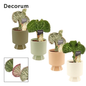 Euphorbia Lactea 12 cm mix in Marly (Silent moods-collection)