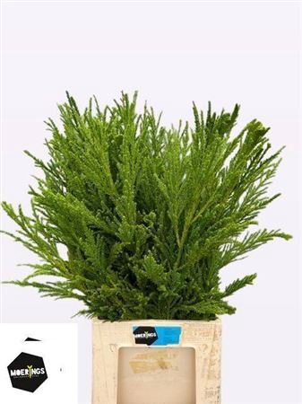 Cryptomeria Cristata Per Tak